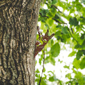 Hanging Squirrel